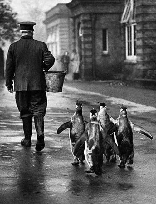 Zooparkda yemək vaxtı, London, 1930-cu illər