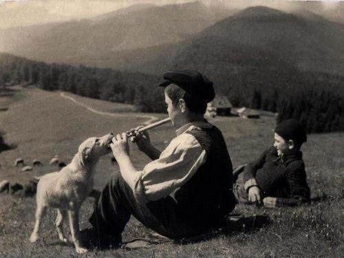 Gənc çobanlar, Rumıniya, 1950-ci illər