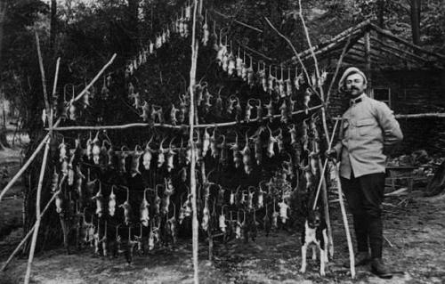 Səngərlərdə öldürülmüş siçovullar. Fransa, 1916-cı il