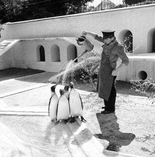 Zooparkın gözətçisi pinqvinlərə su verir, 1930-cu il