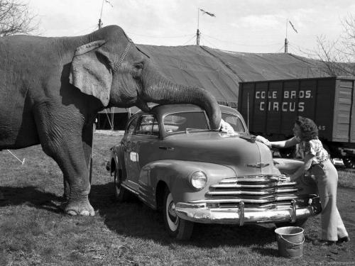 Fil avtomobili yumağa kömək edir, ABŞ, 1950-ci il