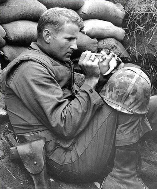 Serjant Frenk Preytor pişik balasını yedirir, Koreya müharibəsi, 1953-cü il