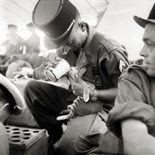 Fransız əsgəri pişik balasını yedizdirir, 1956-cı il