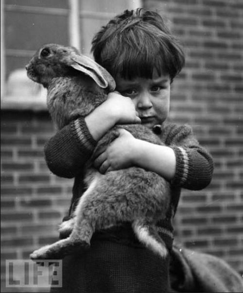 Sevimli dovşan. London, 1952-ci il