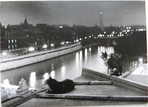 Gecə, pişiklər. Paris, 1954-cü il