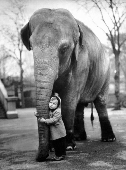 Qız və fil. London zooparkı, 1958-ci il