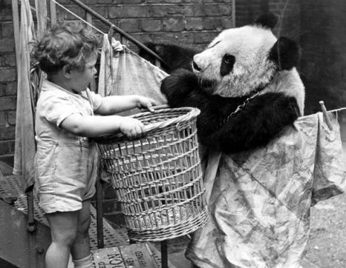 London zooparkında panda və uşaq, 1938-ci il
