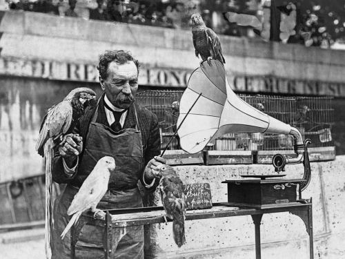 Tutuquşu satıcısı tutuquşulara qramofonla mahnı ifa etməyi öyrədir. Almaniya, 1935-ci il