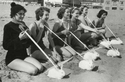 Dovşan yarışı. Kaliforniya, 1935-ci il