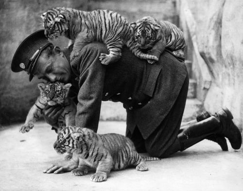 Zoopark gözətçisi və pələng balaları, 1937-ci il