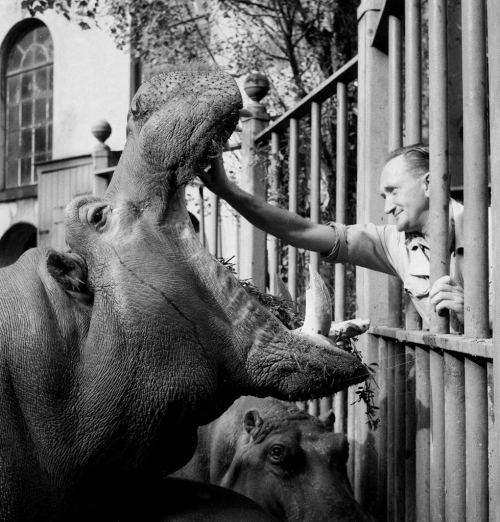 Amsterdam zooparkı, 1961-ci il
