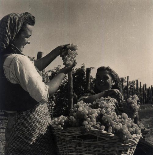 Rumıniyada üzüm yığımı, 1950-ci illər