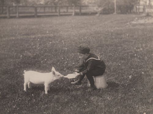 Donuz balasına süd içirən oğlan, 1920-ci il