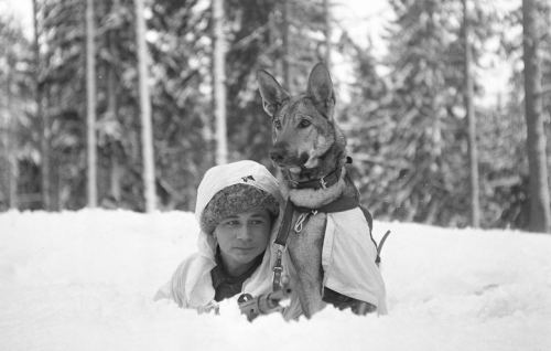 Fin əsgəri və onun iti. Finlandiya, 1941-ci il