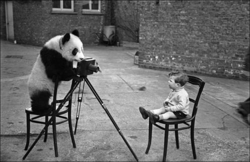 Oğlan və panda. Paris, 1956-cı il