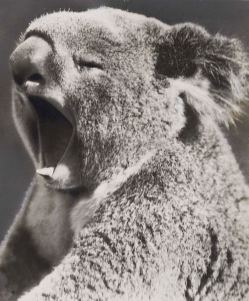 Koala, 1936-cı il