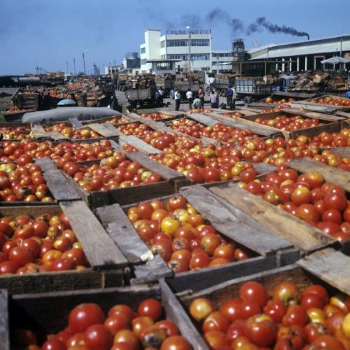 Lənkəran pomidorları. SSRİ, Azərbaycan, 1978-ci il