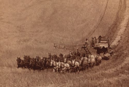 33 at gücündə kombayn. Walla Walla, ABŞ, 1902-ci il