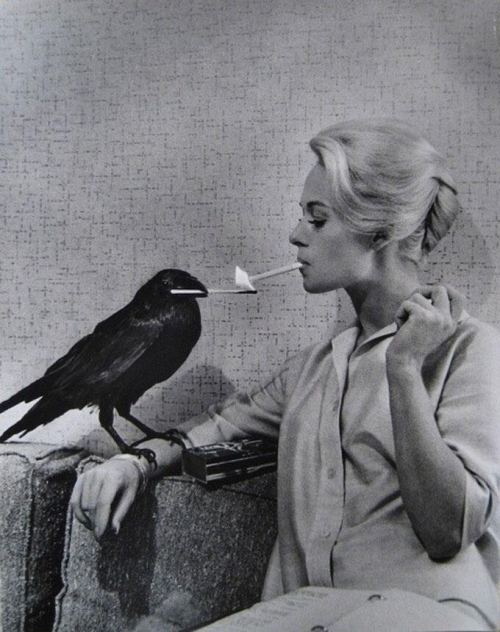 Qarğa aktrisa Tippi Hedrenin siqaretini yandırır. ABŞ, 1963-cü il