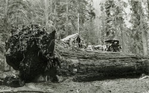 Sekvoya ağacı üzərində ailəvi piknik, 1917-ci il
